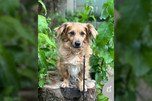 Draugiška ir nedidukė Vespa ieško šeimos: įspėja – šio gamtos reiškinio paniškai bijo