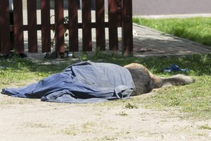 Moteris sodybos kieme po nakties išvydo kraupų vaizdą: šunys buvo baisiai sumaitoti, vienas dar inkštė