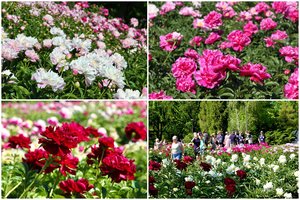 Kaune – tikra spalvų ir kvapų fiesta: visu grožiu prasiskleidė tūkstančiai bijūnų žiedų