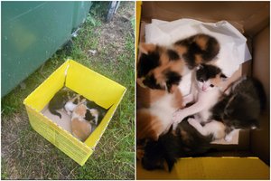 Prie šiukšlių konteinerio – 5 dar patys nevalgantys mažyliai: šaukiasi pagalbos