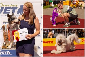 „Kauno šuns“ titulas – 11-mečiui borderkoliui: simpatijos atiteko nuo gimimo aklam mišrūnui