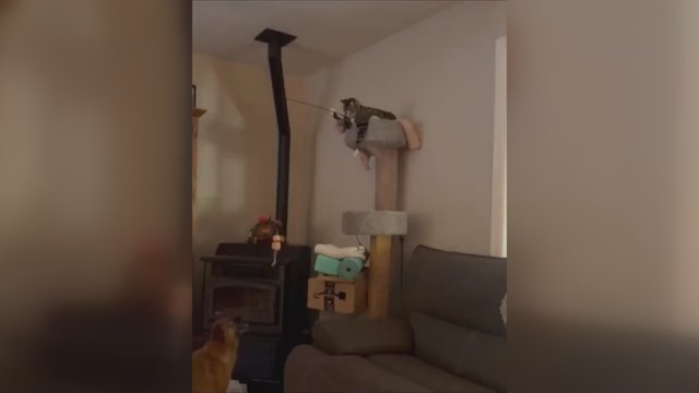 ​Katė surado sau naują žaidimų partnerį: šuo šoko pagal jos dūdelę