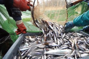 Nutraukusiems verslinę žvejybą – 1,5 mln. eurų parama