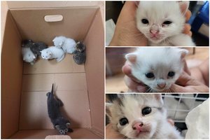 Šalikelėje išmestoje dėžėje – širdį veriantis vaizdas: mažyliai dar nemoka net valgyti