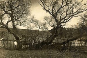 Į sceną grįžta Šolomas Zelmanavičius – simpatiškas ekscentrikas, arkliu apkeliavęs Europą