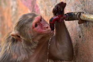 Košmariška karščio banga alina Indiją: šulinyje nuskendo dešimtys atsigaivinti mėginusių beždžionių