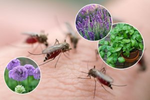 Uodai – ką reikėtų sode nuveikti, kad neįsiveistų ši įkyri zyzianti kompanija?