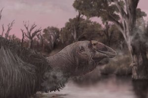 Va čia tai paukštelis! Kadaise pasaulyje vaikščiojo trijų metrų aukščio žąsys