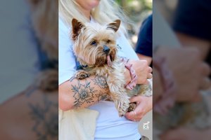 Išskirtinės išvaizdos šunelis – visiems draugiškas, tobulas miesto draugas ir kelionių palydovas