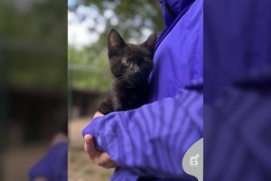 Prie apleisto namo Vilniuje  išmestas ypatingo meilumo 3 mėn. kačiukas ieško namų