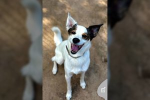 Po 5 metų draugiška kalytė buvo grąžinta į prieglaudą: ieško tokių, kurie nebeišduos