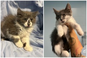 2 mėn. sesutės tarsi dvynukės ieško namų: laukiami tik pasiruošę nuotykiams