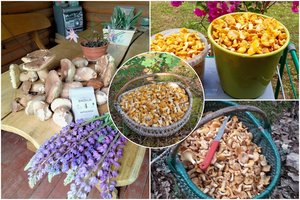 Užderėjo kaip reikiant: lietuviai iš miškų jau traukia su pilnomis pintinėmis gėrybių