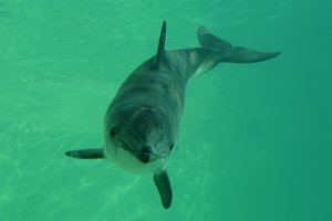 Šie Baltijos jūros žinduoliai – ant išnykimo slenksčio: veiksmų ragina imtis nedelsiant