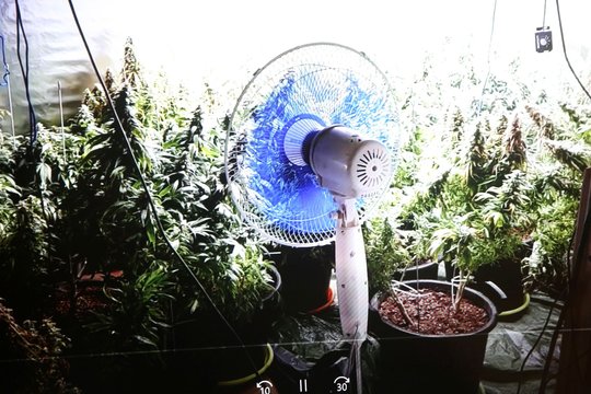 Sulaikyto klaipėdiečio kišenėse aptikę „žolės“, pareigūnai apžiūrėjo ir jo butą – rasta patalpa kanapėms auginti