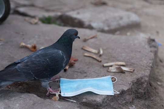 Nauja viruso grėsmė: vis labiau prisitaiko – baiminamasi, kad jį perduoti galės ir žmogus žmogui