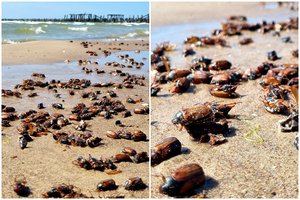 Suskubę į pajūrį gali likti nemaloniai nustebę: paplūdimį Šventojoje nuklojo daugybė negyvų vabalų