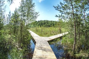 Atidarytas atnaujintas vilniečių itin pamėgtas pažintinis takas: lankytojus lydės ir miškininko pasakojimai