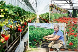 Gėlininkė Irena darže pasiryžo avantiūrai: dabar neatsidžiaugia, vaizdas – lyg iš paveiksliuko