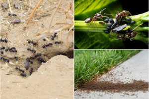 Neleiskite skruzdėms užkariauti jūsų sodų ir namų: štai, ko jos nemėgsta labiausiai 