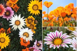 Pietų Afrikos spalvomis pražystanti gėlė – lietuvių moterų numylėtinė, tik turi vieną trūkumą