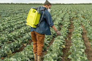 Kalio salietra: kokie ženklai parodo, kad augalams reikalingos šios trąšos?