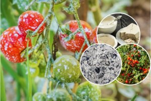 Mielės, pelenai, pienas – patikrino, kurios natūralios trąšos labiausiai patinka pomidorams