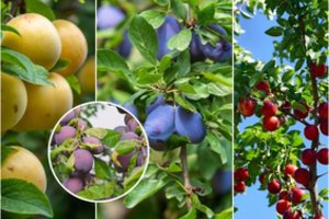 Slyva – sodo lepūnėlė: kaip ja pasirūpinti, kokias veisles rinktis, kad nenuviltų