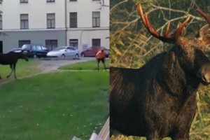 Kaune – briedžio gelbėjimo operacija: atklydęs į Žaliakalnį, gyvūnas atsidūrė netikėtuose spąstuose