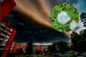 Užklups permainingi orai: įspėja dėl stipraus vėjo, smarkių liūčių ir net krušos