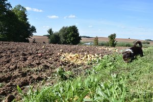 Skambina pavojaus varpais dėl dirvožemio: būklė kritiškai prastėja