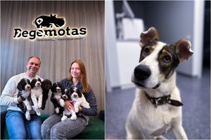 Endoskopija veterinarijoje: inovatyvi diagnostika ir gydymas šunims ir katėms