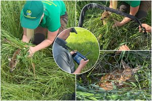 Stirniukų gelbėjimui – dronai ir apmokyti šunys: iš mirties nasrų ištraukta 200 jauniklių