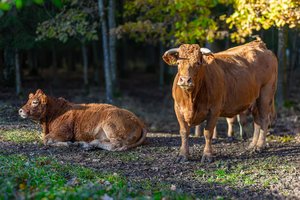 Nuo lauko iki stalo – kodėl verta rinktis produktą iš trumposios maisto tiekimo grandinės?