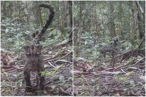 Išskirtiniai kadrai: pirmą kartą užfiksuota visa Borneo debesuotųjų leopardų šeima