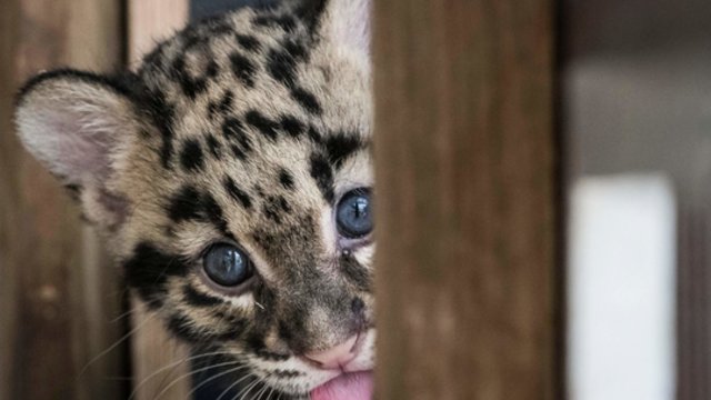 Išskirtiniai vaizdai Indonezijoje – užfiksuota itin retų, nykstančių leopardų šeimyna