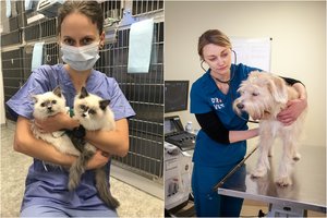 Vengiate vizitų pas veterinarijos gydytoją? Rizikuojate savo augintinio gyvybe