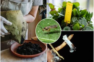 Muselės vazonuose ne tik erzina, bet ir kenkia: trys išbandyti būdai, kaip jų greitai atsikratyti