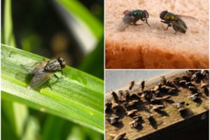 Namų ramybę žudančios musės: įsidėmėkite, šie būdai jomis atsikratyti – veiksmingiausi