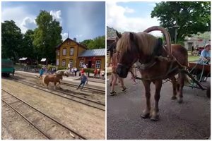 Anykščiuose vykusi šventė sukėlė pykčio bangą: skrieja kaltinimai dėl žiauraus elgesio su gyvūnais