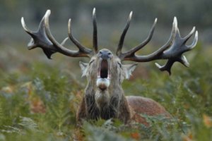 Lietuvoje vėl vyks ypatingas renginys: reikalauja tylos, o diskvalifikuoja net už netinkamą aprangą