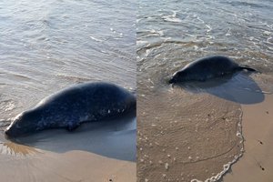 Liūdnas vaizdas Baltijos jūros pakrantėse: per penkias dienas – 11 ruoniukų gaišenų