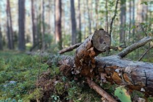 Nuo šio kenkėjo kenčia visos Europos miškai: pastarąjį dešimtmetį žala augo dramatiškai