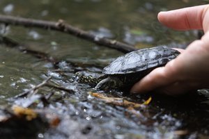 Išskirtinė proga iš arti pamatyti į raudonąją knygą įrašytus vėžliukus: mažyliai bus paleidžiami atgal į laisvę
