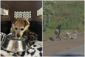 Užliedžių gyventojus terorizavo palaidi agresyvūs šunys: užfiksavo, kaip užpuolė mažą šunelį
