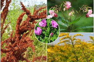 Sąrašas augalų, kurių savo kieme auginti negalima: įspėja – ne tik žalingi, bet ir baudos gresia