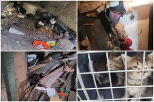 Šokiruojantis vaizdas po daugiabučio laiptais – kačiukams grėsė mirtis