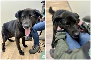 Paglostymų ir prisiglaudimo vergas Halkas ieško namų: įspėja – jis pasaulį mato kitaip