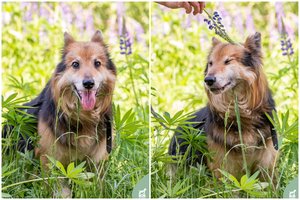 Mielas ir gerai išauklėtas džentelmenas nepraranda vilties rasti namus: tobulai tiktų svajotojams
