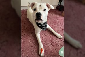 Į prieglaudą grąžinta energijos ir meilės bomba maldauja antro šanso: įspėja – „sofutės“ mylėtojams netiks